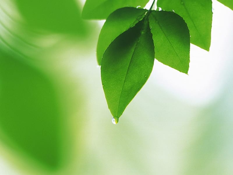 Hd Wallpaper Green Leaves Nature Leaves Green