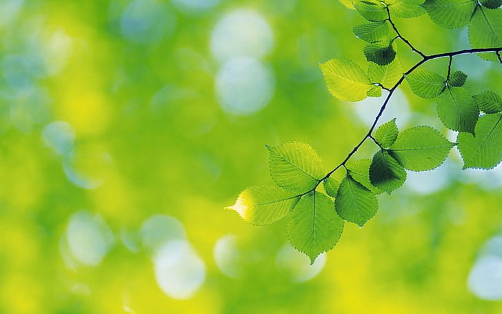 Arbol Hojas Naturaleza Verdes Wallpaper Preview